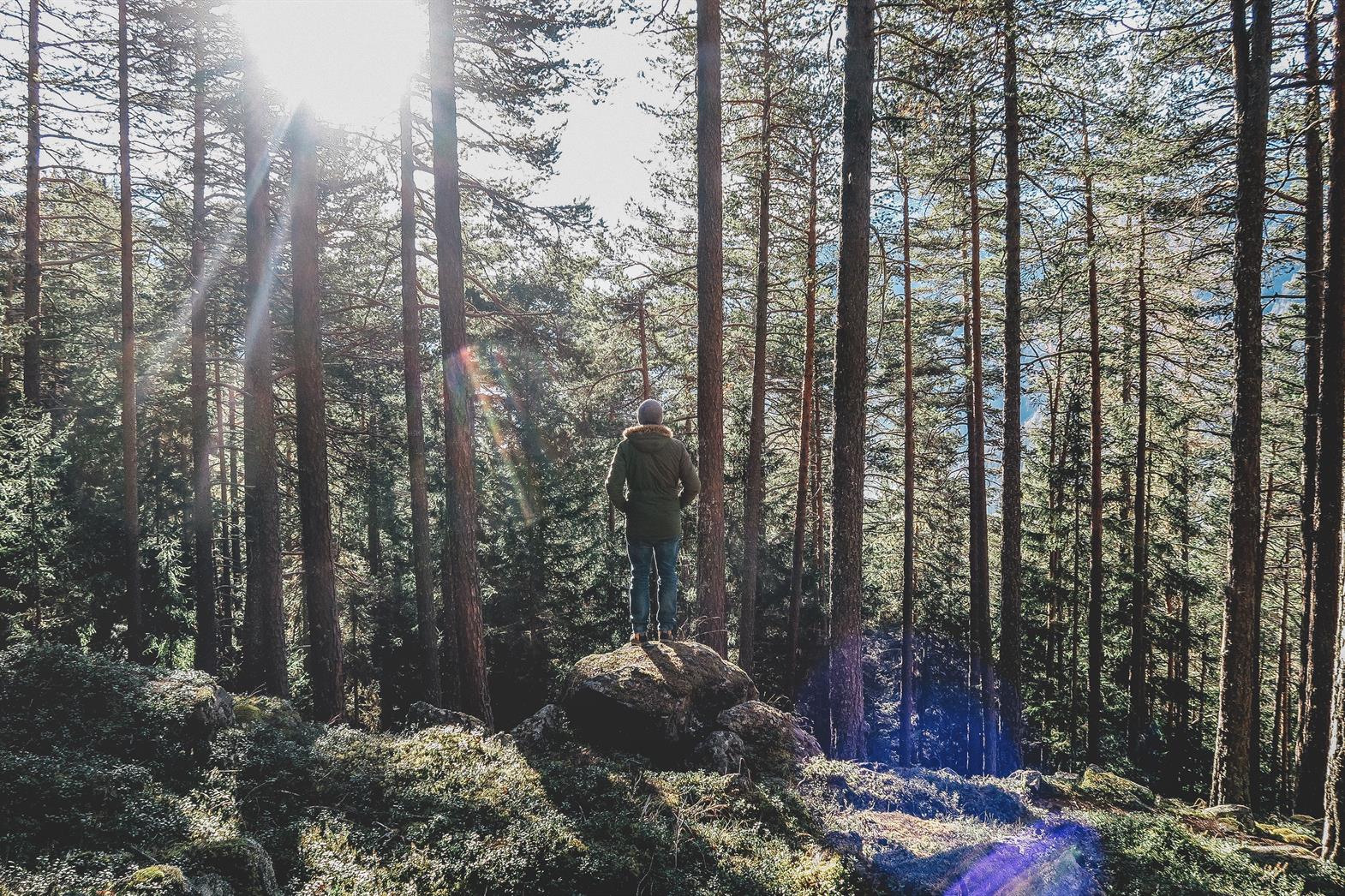 Person dans un foret ragadant les arbes