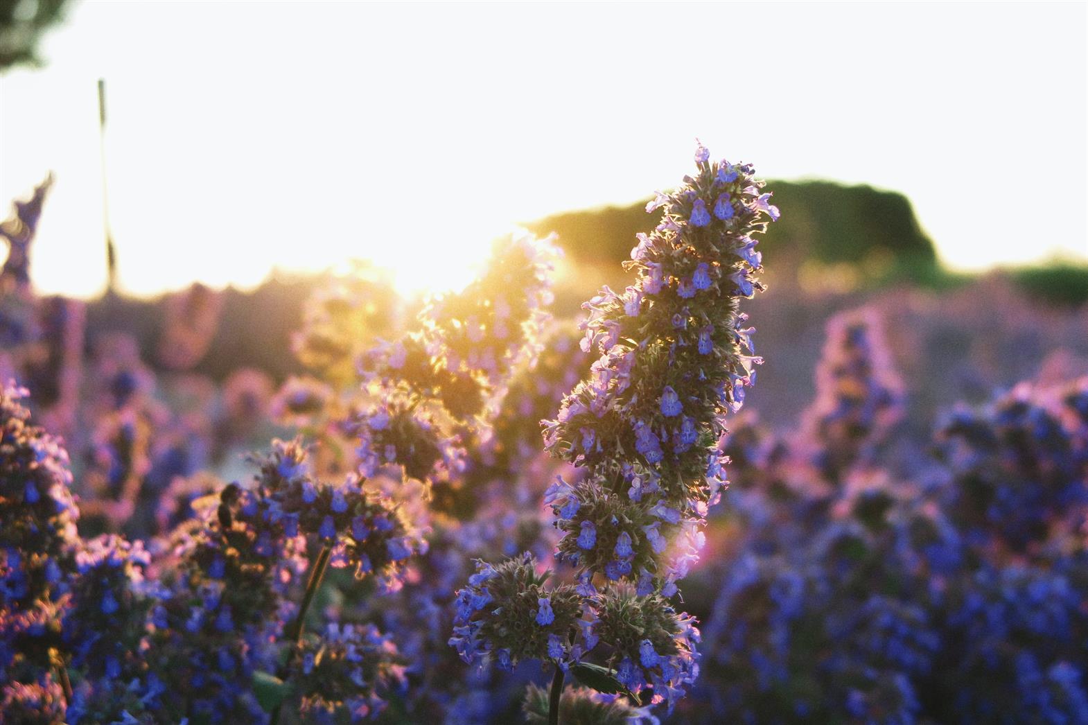 Saskatchewan flowers