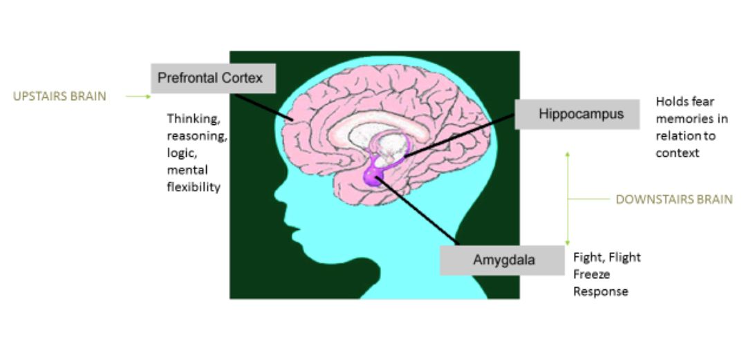 Brain-structures